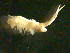  ( - NJCS-21)  @12 [ ] CreativeCommons - Attribution (2010) Unspecified Centre for Biodiversity Genomics
