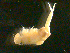  ( - NJCS-22)  @14 [ ] CreativeCommons - Attribution (2010) Unspecified Centre for Biodiversity Genomics
