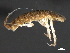  ( - NJGS-3)  @13 [ ] CreativeCommons - Attribution (2010) CBG Photography Group Centre for Biodiversity Genomics