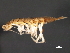  ( - NJGS-7)  @13 [ ] CreativeCommons - Attribution (2010) CBG Photography Group Centre for Biodiversity Genomics