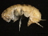  ( - NJGS-35)  @14 [ ] CreativeCommons - Attribution (2010) CBG Photography Group Centre for Biodiversity Genomics