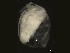  (Daphnia ambigua - NJGS-62)  @14 [ ] CreativeCommons - Attribution (2010) CBG Photography Group Centre for Biodiversity Genomics