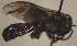  (Dactylurina schmidti - S36)  @12 [ ] CreativeCommons - Attribution Non-Commercial Share-Alike (2015) Nelly Ndungu icipe