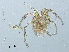  ( - RMNH.ACA.362)  @13 [ ] CreativeCommons - Attribution Non-Commercial Share-Alike (2015) Unspecified Naturalis Biodiversity Center
