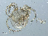  ( - RMNH.ACA.363)  @12 [ ] CreativeCommons - Attribution Non-Commercial Share-Alike (2015) Unspecified Naturalis Biodiversity Center