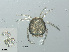  ( - RMNH.ACA.391)  @13 [ ] CreativeCommons - Attribution Non-Commercial Share-Alike (2015) Unspecified Naturalis Biodiversity Center