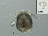  ( - RMNH.ACA.392)  @12 [ ] CreativeCommons - Attribution Non-Commercial Share-Alike (2015) Unspecified Naturalis Biodiversity Center