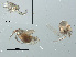  (Oxus setosus - RMNH.ACA.405)  @11 [ ] CreativeCommons - Attribution Non-Commercial Share-Alike (2015) Unspecified Naturalis Biodiversity Center