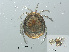  ( - RMNH.ACA.407)  @11 [ ] CreativeCommons - Attribution Non-Commercial Share-Alike (2015) Unspecified Naturalis Biodiversity Center