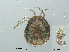  ( - RMNH.ACA.408)  @11 [ ] CreativeCommons - Attribution Non-Commercial Share-Alike (2015) Unspecified Naturalis Biodiversity Center