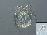  ( - RMNH.ACA.429)  @11 [ ] CreativeCommons - Attribution Non-Commercial Share-Alike (2015) Unspecified Naturalis Biodiversity Center