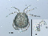  ( - RMNH.ACA.435)  @11 [ ] CreativeCommons - Attribution Non-Commercial Share-Alike (2015) Unspecified Naturalis Biodiversity Center