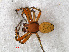 ( - RMNH.ARA.12460)  @14 [ ] CreativeCommons - Attribution Non-Commercial Share-Alike (2012) Unspecified Naturalis, Biodiversity Centre