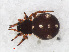  ( - RMNH.ARA.12470)  @13 [ ] CreativeCommons - Attribution Non-Commercial Share-Alike (2012) Unspecified Naturalis, Biodiversity Centre