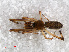  ( - RMNH.ARA.12478)  @12 [ ] CreativeCommons - Attribution Non-Commercial Share-Alike (2012) Unspecified Naturalis, Biodiversity Centre