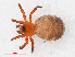  (Euryopis flavomaculata - RMNH.ARA.12481)  @13 [ ] CreativeCommons - Attribution Non-Commercial Share-Alike (2012) Unspecified Naturalis, Biodiversity Centre