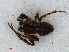  ( - RMNH.ARA.12485)  @12 [ ] CreativeCommons - Attribution Non-Commercial Share-Alike (2012) Unspecified Naturalis, Biodiversity Centre