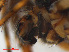  ( - RMNH.ARA.12485)  @12 [ ] CreativeCommons - Attribution Non-Commercial Share-Alike (2012) Unspecified Naturalis, Biodiversity Centre