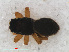  ( - RMNH.ARA.12490)  @12 [ ] CreativeCommons - Attribution Non-Commercial Share-Alike (2012) Unspecified Naturalis, Biodiversity Centre