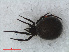  ( - RMNH.ARA.12493)  @13 [ ] CreativeCommons - Attribution Non-Commercial Share-Alike (2012) Unspecified Naturalis, Biodiversity Centre