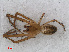  ( - RMNH.ARA.12501)  @13 [ ] CreativeCommons - Attribution Non-Commercial Share-Alike (2012) Unspecified Naturalis, Biodiversity Centre
