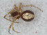  ( - RMNH.ARA.12506)  @12 [ ] CreativeCommons - Attribution Non-Commercial Share-Alike (2012) Unspecified Naturalis, Biodiversity Centre