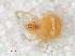  (Paidiscura - RMNH.ARA.12515)  @13 [ ] CreativeCommons - Attribution Non-Commercial Share-Alike (2012) Unspecified Naturalis, Biodiversity Centre