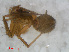  (Palliduphantes insignis - RMNH.ARA.12516)  @13 [ ] CreativeCommons - Attribution Non-Commercial Share-Alike (2012) Unspecified Naturalis, Biodiversity Centre