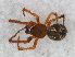  ( - RMNH.ARA.12517)  @13 [ ] CreativeCommons - Attribution Non-Commercial Share-Alike (2012) Unspecified Naturalis, Biodiversity Centre