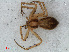  ( - RMNH.ARA.12526)  @13 [ ] CreativeCommons - Attribution Non-Commercial Share-Alike (2012) Unspecified Naturalis, Biodiversity Centre