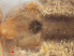  ( - RMNH.ARA.12526)  @12 [ ] CreativeCommons - Attribution Non-Commercial Share-Alike (2012) Unspecified Naturalis, Biodiversity Centre