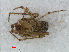  ( - RMNH.ARA.12534)  @12 [ ] CreativeCommons - Attribution Non-Commercial Share-Alike (2012) Unspecified Naturalis, Biodiversity Centre
