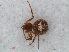  (Simitidion - RMNH.ARA.12536)  @13 [ ] CreativeCommons - Attribution Non-Commercial Share-Alike (2012) Unspecified Naturalis, Biodiversity Centre