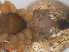 ( - RMNH.ARA.12540)  @12 [ ] CreativeCommons - Attribution Non-Commercial Share-Alike (2012) Unspecified Naturalis, Biodiversity Centre