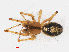  ( - RMNH.ARA.12542)  @12 [ ] CreativeCommons - Attribution Non-Commercial Share-Alike (2012) Unspecified Naturalis, Biodiversity Centre