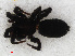 ( - RMNH.ARA.12548)  @12 [ ] CreativeCommons - Attribution Non-Commercial Share-Alike (2012) Unspecified Naturalis, Biodiversity Centre
