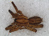 ( - RMNH.ARA.12550)  @12 [ ] CreativeCommons - Attribution Non-Commercial Share-Alike (2012) Unspecified Naturalis, Biodiversity Centre