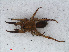  ( - RMNH.ARA.12611)  @13 [ ] CreativeCommons - Attribution Non-Commercial Share-Alike (2012) Unspecified Naturalis, Biodiversity Centre