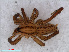  ( - RMNH.ARA.12619)  @12 [ ] CreativeCommons - Attribution Non-Commercial Share-Alike (2012) Unspecified Naturalis, Biodiversity Centre