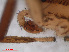  ( - RMNH.ARA.12619)  @12 [ ] CreativeCommons - Attribution Non-Commercial Share-Alike (2012) Unspecified Naturalis, Biodiversity Centre