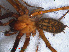  ( - RMNH.ARA.13645)  @12 [ ] CreativeCommons - Attribution Non-Commercial Share-Alike (2012) Unspecified Naturalis, Biodiversity Centre