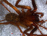  ( - RMNH.ARA.13646)  @12 [ ] CreativeCommons - Attribution Non-Commercial Share-Alike (2012) Unspecified Naturalis, Biodiversity Centre
