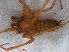 ( - RMNH.ARA.13647)  @12 [ ] CreativeCommons - Attribution Non-Commercial Share-Alike (2012) Unspecified Naturalis, Biodiversity Centre