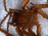 ( - RMNH.ARA.13648)  @12 [ ] CreativeCommons - Attribution Non-Commercial Share-Alike (2012) Unspecified Naturalis, Biodiversity Centre