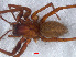  ( - RMNH.ARA.13649)  @12 [ ] CreativeCommons - Attribution Non-Commercial Share-Alike (2012) Unspecified Naturalis, Biodiversity Centre