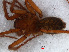  ( - RMNH.ARA.13651)  @12 [ ] CreativeCommons - Attribution Non-Commercial Share-Alike (2012) Unspecified Naturalis, Biodiversity Centre
