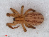  ( - RMNH.ARA.14358)  @13 [ ] CreativeCommons - Attribution Non-Commercial Share-Alike (2012) Unspecified Naturalis, Biodiversity Centre
