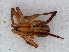  ( - RMNH.ARA.14361)  @12 [ ] CreativeCommons - Attribution Non-Commercial Share-Alike (2012) Unspecified Naturalis, Biodiversity Centre