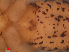  ( - RMNH.ARA.14361)  @12 [ ] CreativeCommons - Attribution Non-Commercial Share-Alike (2012) Unspecified Naturalis, Biodiversity Centre