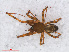  (Lepthyphantes minutus - RMNH.ARA.14364)  @13 [ ] CreativeCommons - Attribution Non-Commercial Share-Alike (2012) Unspecified Naturalis, Biodiversity Centre